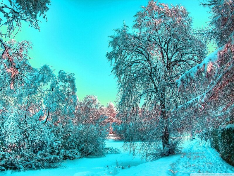 Snow-covered Trees — Cyan, Serene, Winter