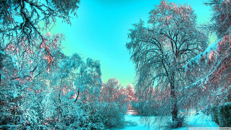Snow-covered Trees — Cyan