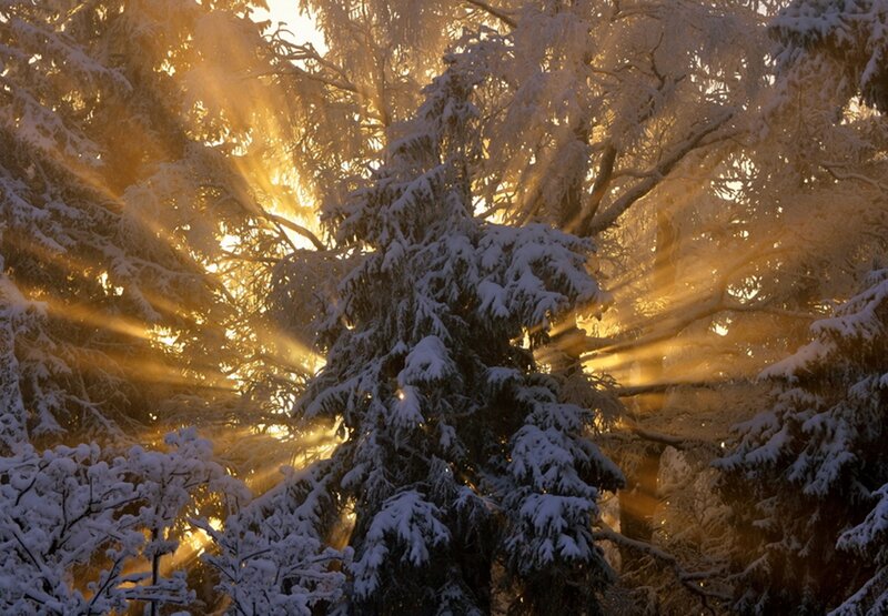 Snow-covered Trees — Gold