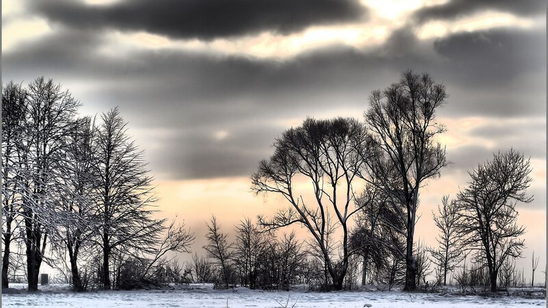 Snow-covered Trees — Gray