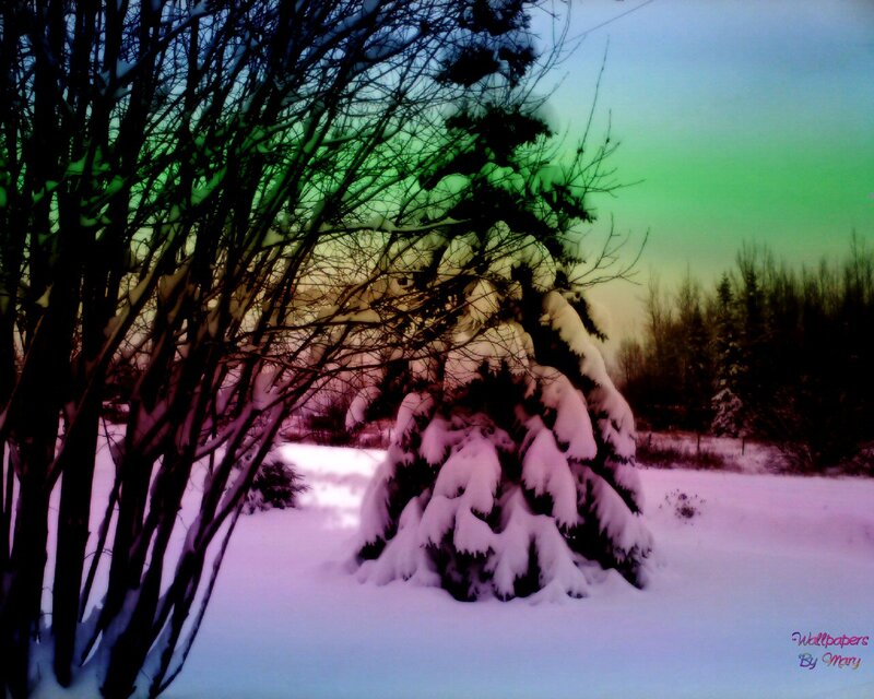 Snow-covered Trees — Green