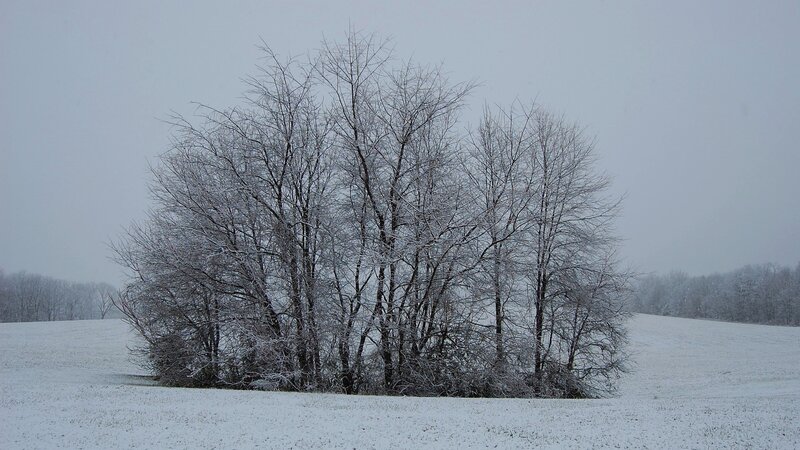 Snow-covered trees in a field