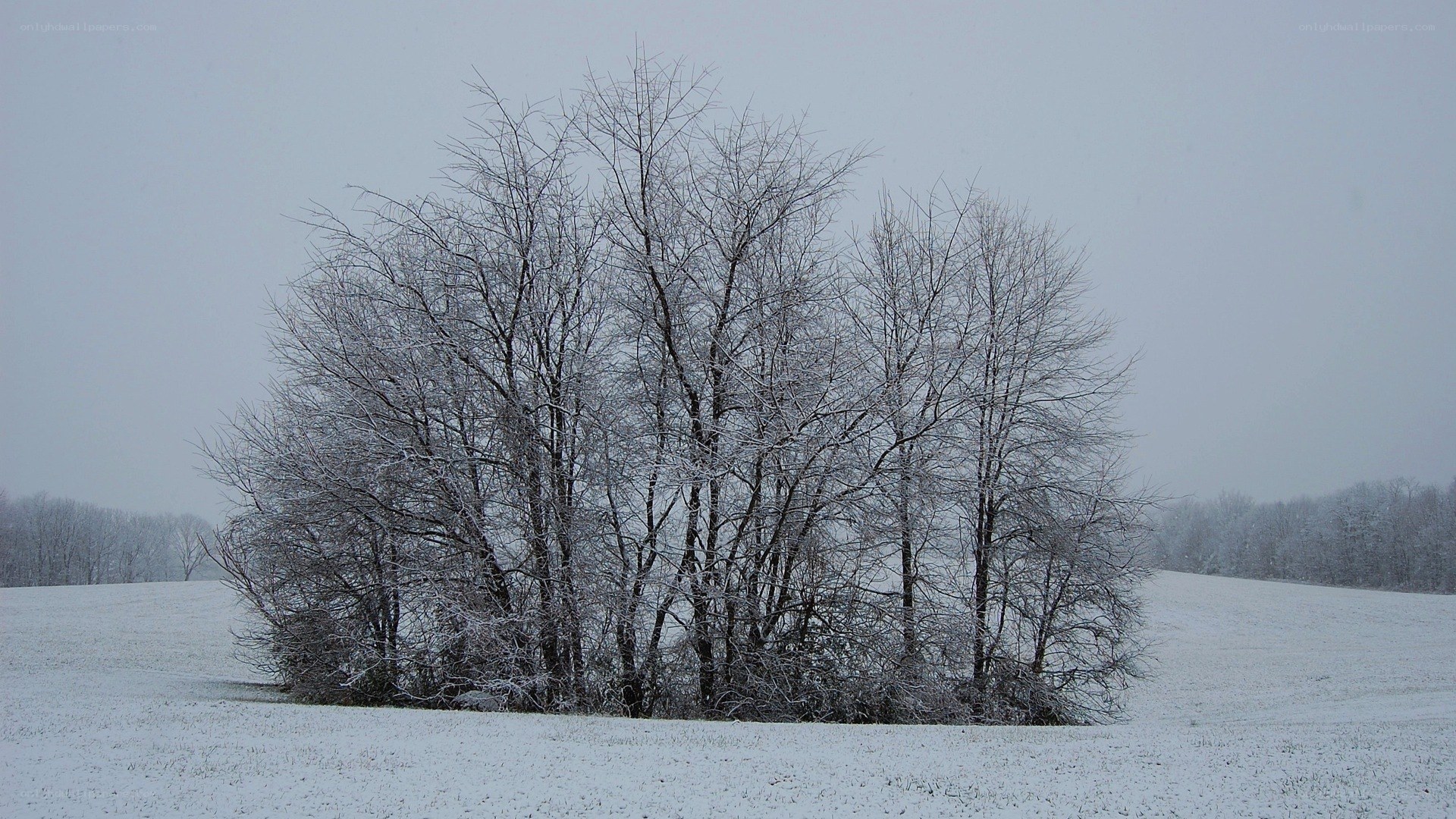 Snow-covered trees in a field