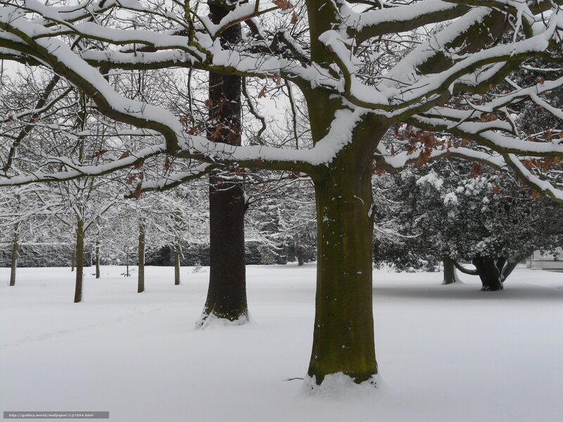 Snow-covered trees in a park