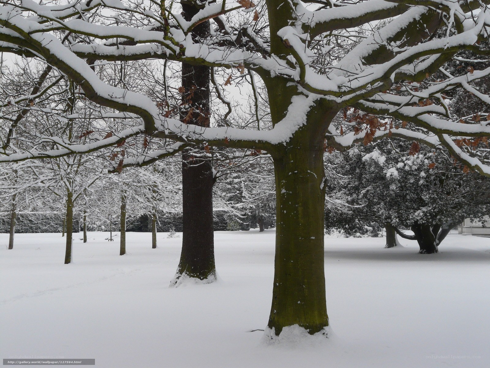 Snow-covered trees in a park
