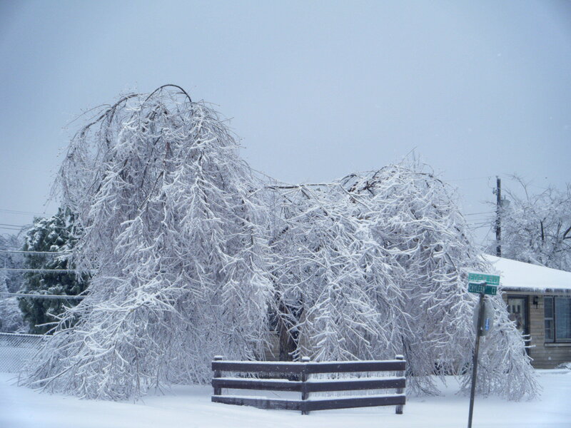 Snow-covered trees in a quiet neighborhood