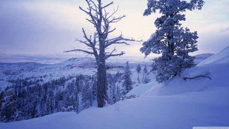 Snow-covered Trees in Canyon