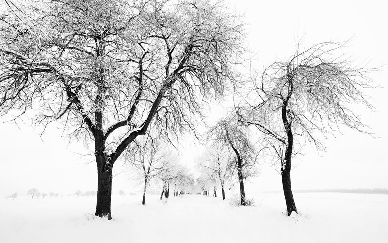 Snow-covered Trees in Field — Black, Serene