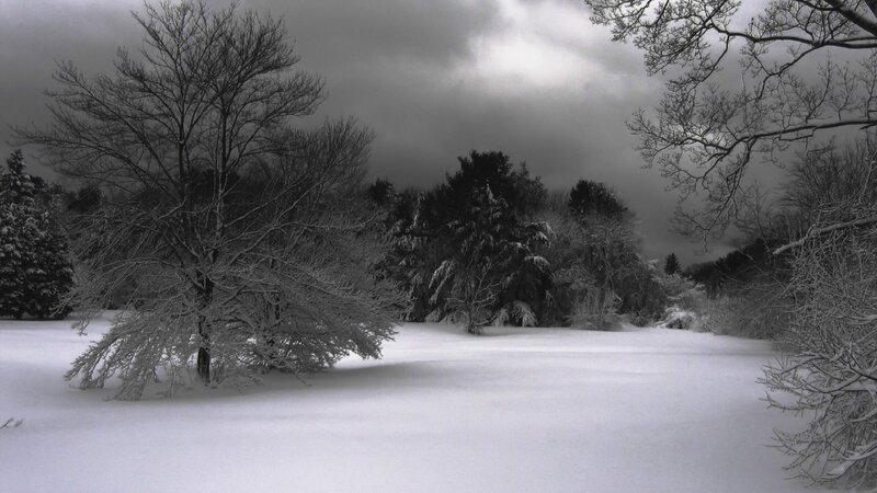 Snow-covered Trees in Field — Black