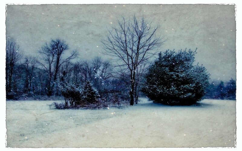 Snow-covered Trees in Field — Blue, Cold