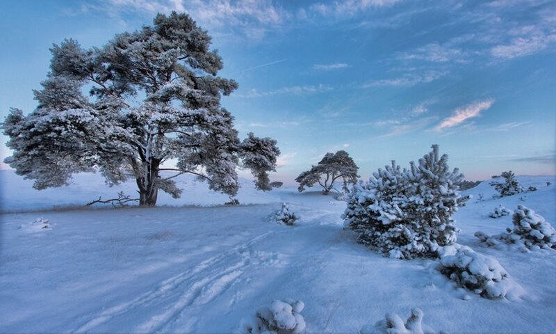 Snow-covered Trees in Field — Blue, Serene