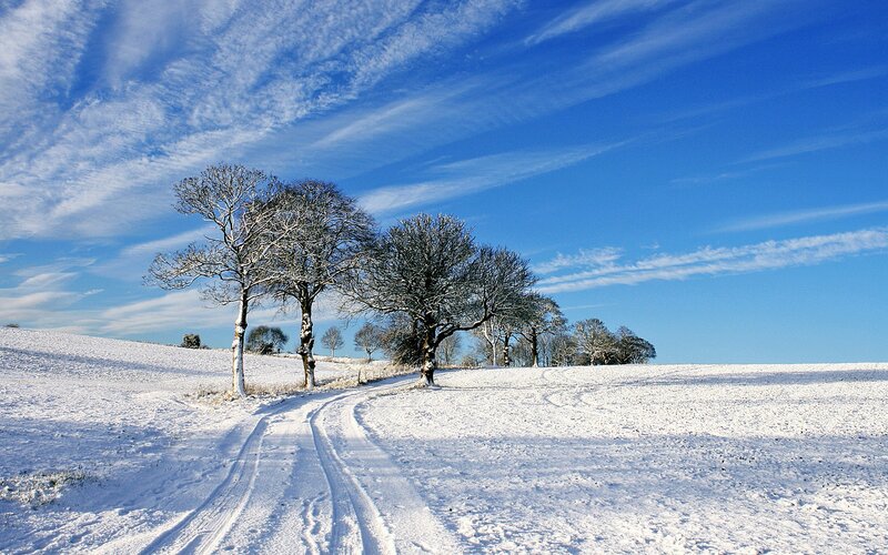 Snow-covered Trees in Field — Blue, Serene, Winter, Photograph, Road, Sky