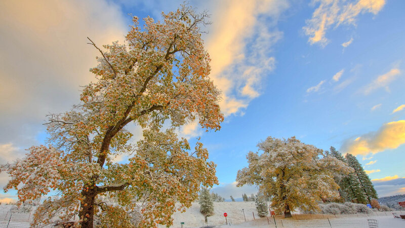 Snow-covered Trees in Field — Blue, Serene, Winter, Photograph, Snow