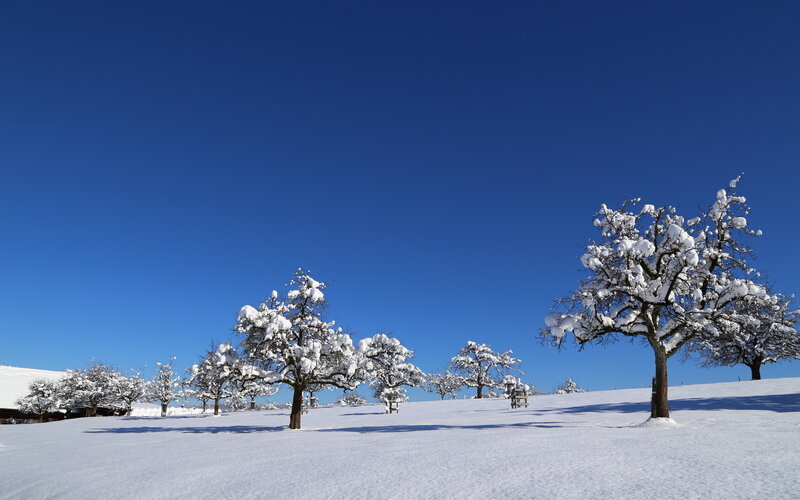 Snow-covered Trees in Field — Blue, Serene, Winter, Photograph
