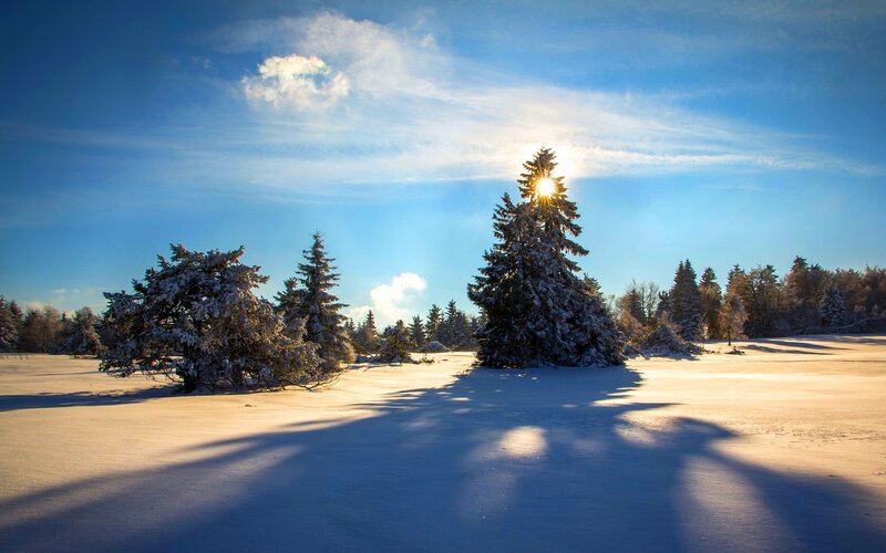 Snow-covered Trees in Field — Blue, Serene, Winter