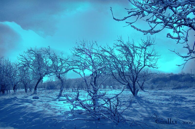 Snow-covered Trees in Field — Blue