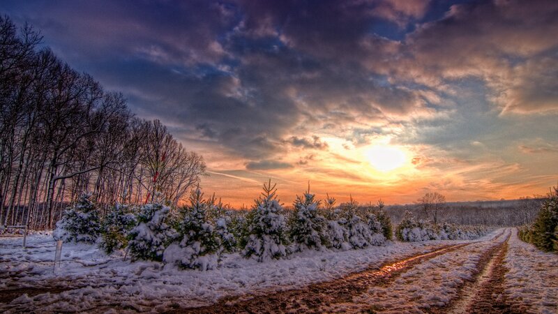Snow-covered Trees in Field — Orange, Dramatic