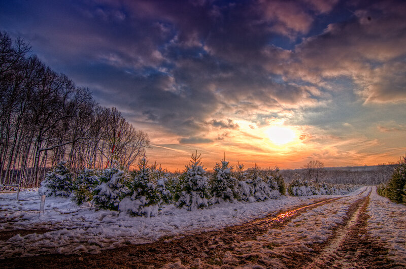 Snow-covered Trees in Field — Orange