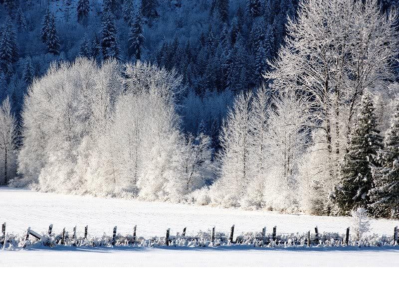 Snow-covered Trees in Field