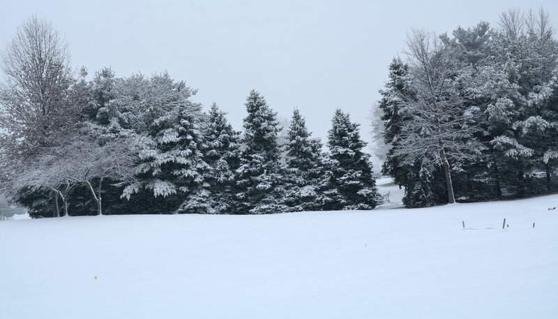 Snow-covered Trees in Field — White, Calm