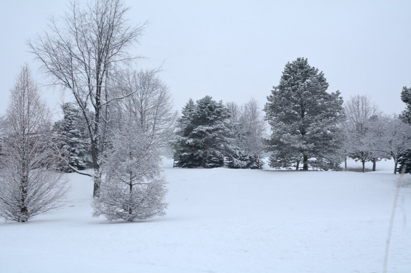 Snow-covered Trees in Field — White, Calm, Winter