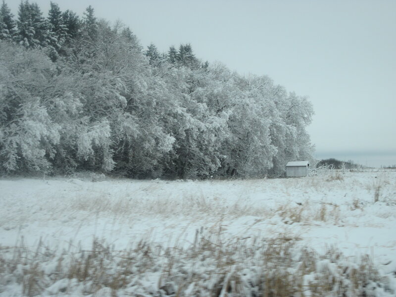 Snow-covered Trees in Field — White, Cold