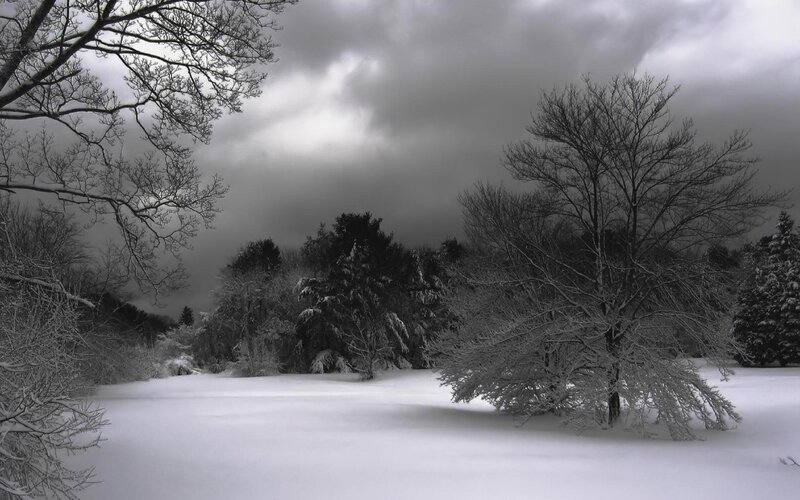 Snow-covered Trees in Field — White, Dramatic