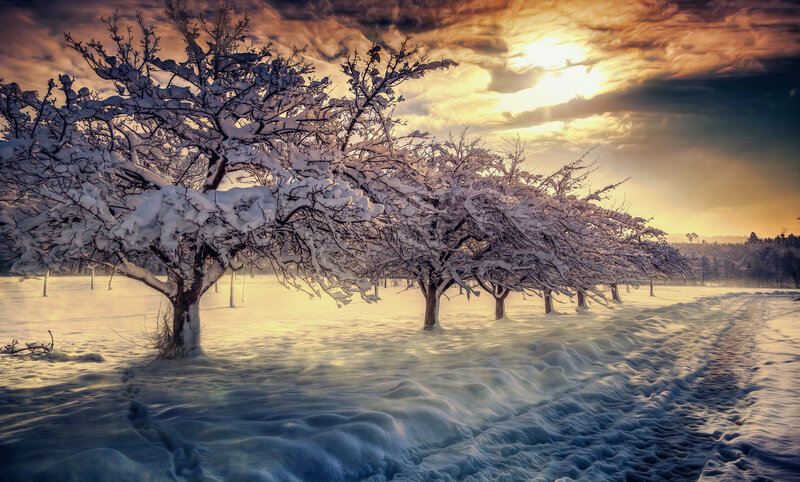 Snow-covered Trees in Field — White, Dramatic, Winter