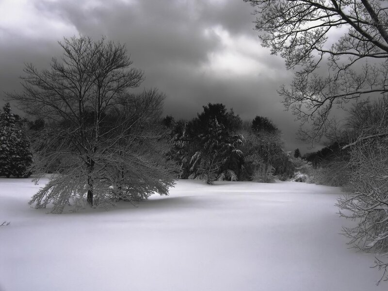 Snow-covered Trees in Field — White, Dreary