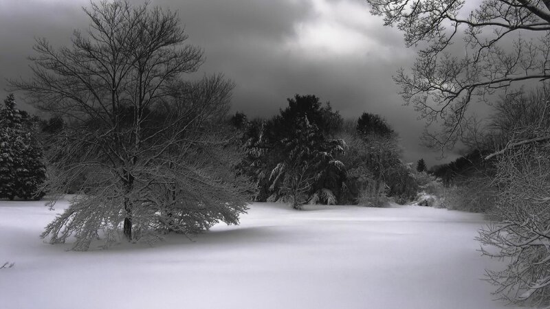 Snow-covered Trees in Field — White, Dreary, Winter, Photograph