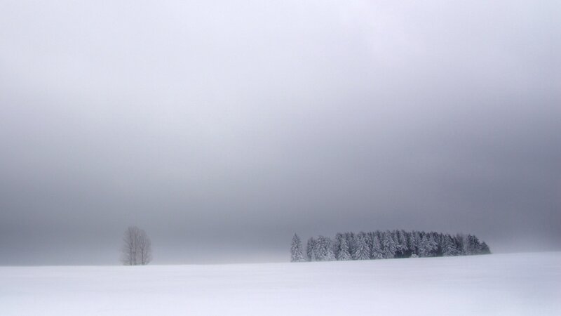 Snow-covered Trees in Field — White, Dreary, Winter