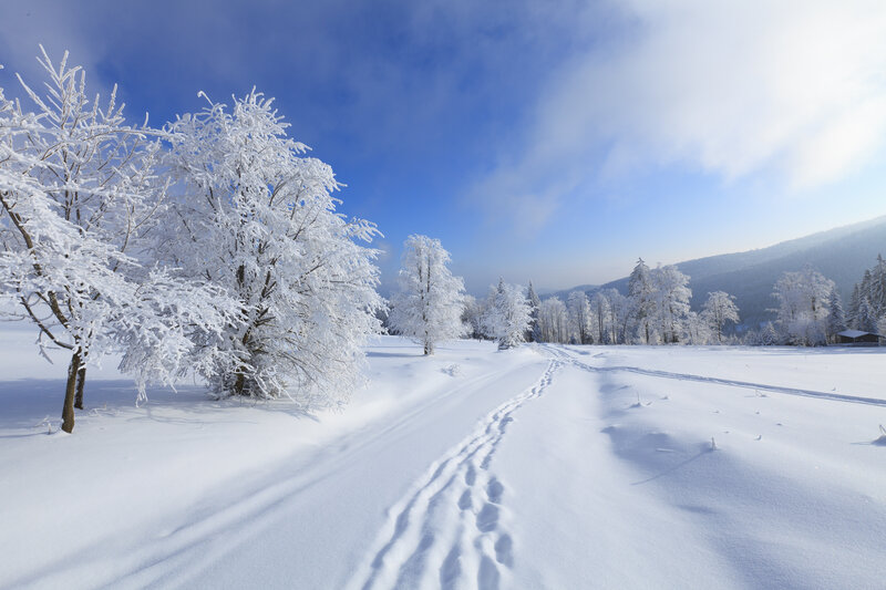 Snow-covered Trees in Field — White, Serene