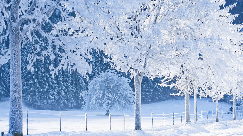 Snow-covered Trees in Field — White, Serene, Winter, Photograph, Fence