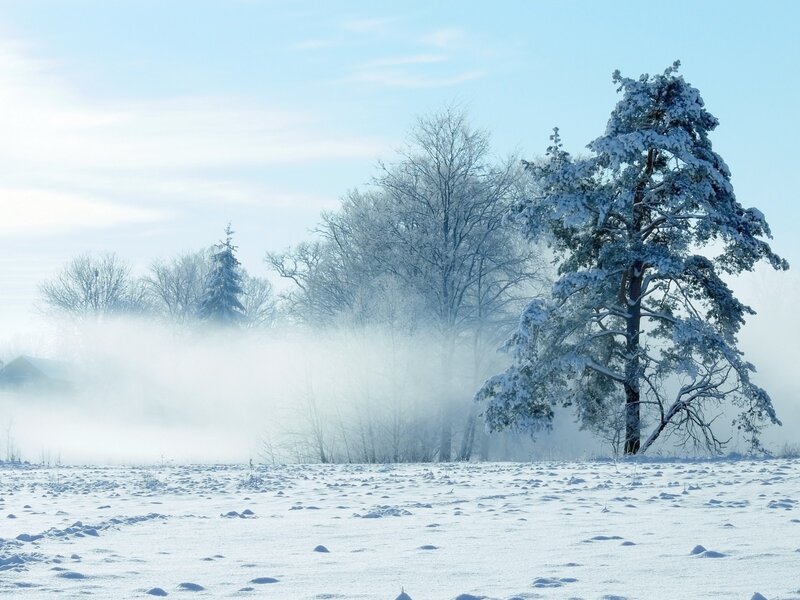 Snow-covered Trees in Field — White, Serene, Winter, Photograph, Fog