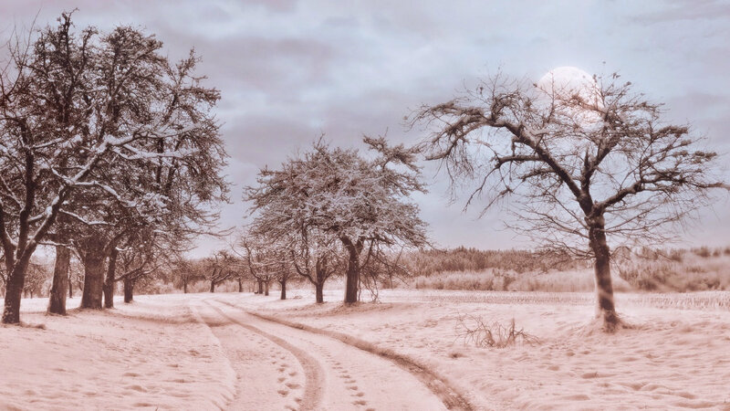 Snow-covered Trees in Field — White, Serene, Winter, Photograph, Road, Moon
