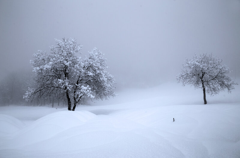 Snow-covered Trees in Field — White, Serene, Winter, Photograph, Snow, Fog