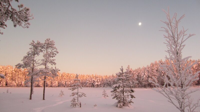 Snow-covered Trees in Field — White, Serene, Winter, Photograph, Snow, Moon