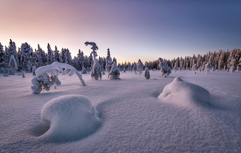 Snow-covered Trees in Field — White, Serene, Winter, Photograph, Snow, Sky, Forest