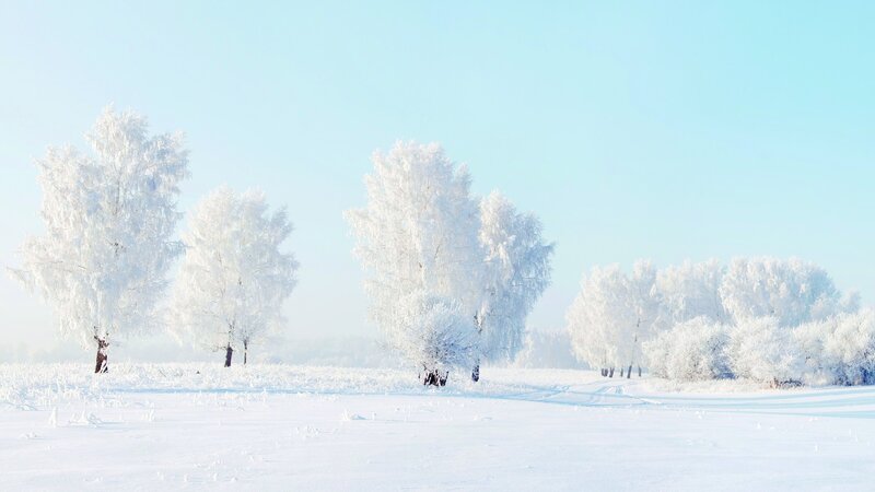 Snow-covered Trees in Field — White, Serene, Winter, Photograph