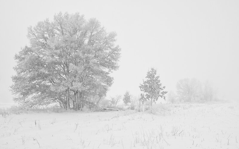 Snow-covered Trees in Field — White