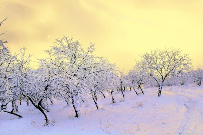Snow-covered Trees in Field — Yellow