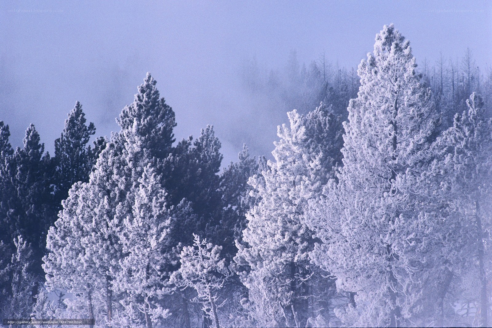 Snow-covered trees in fog