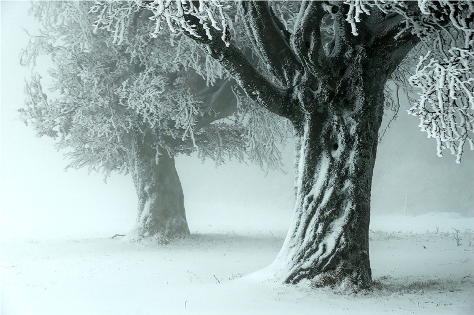 Snow-covered trees in fog