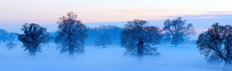 Snow-covered Trees in Fog — Blue, Serene