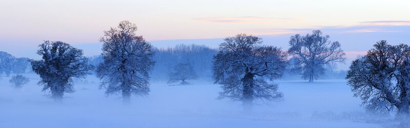 Snow-covered Trees in Fog — Blue