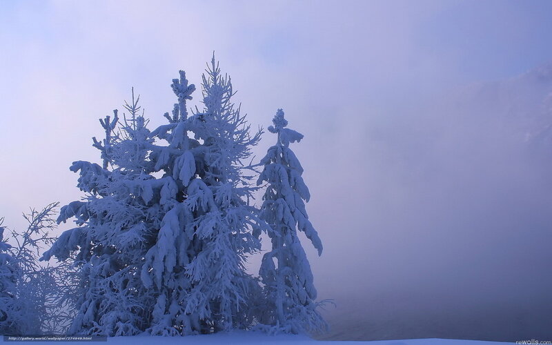 Snow-covered trees in fog