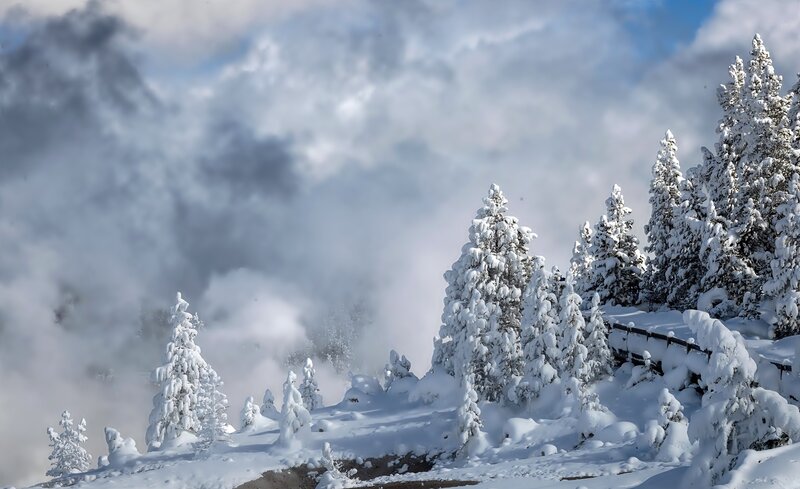 Snow-covered Trees in Fog — White, Cold, Misty