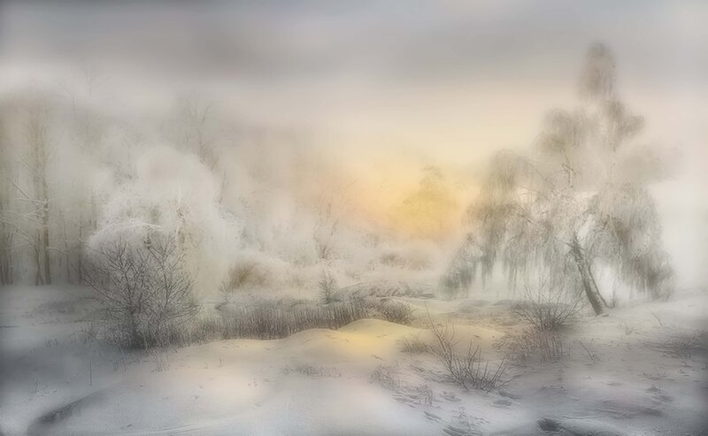 Snow-covered Trees in Fog — White, Misty