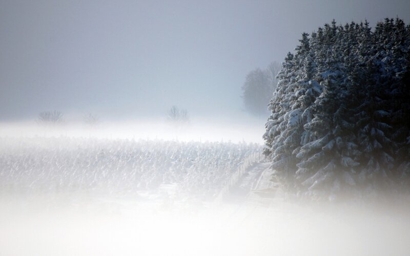 Snow-covered Trees in Fog — White, Misty, Winter, Photograph, Field