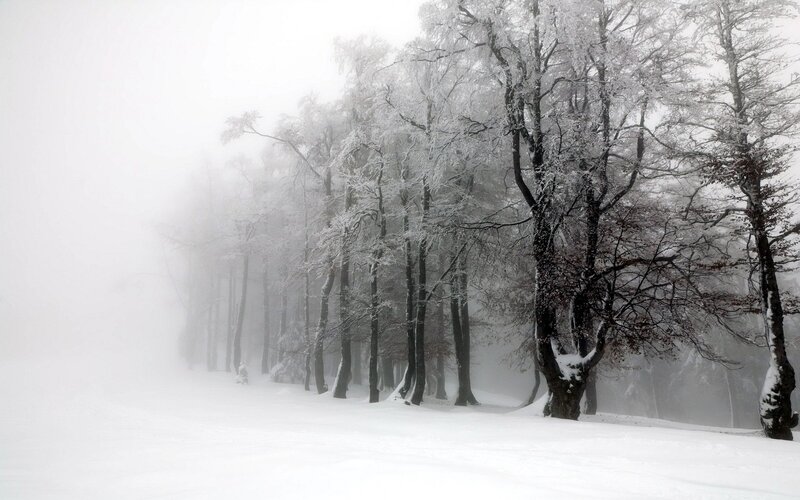 Snow-covered Trees in Fog — White, Misty, Winter, Photograph, Snow
